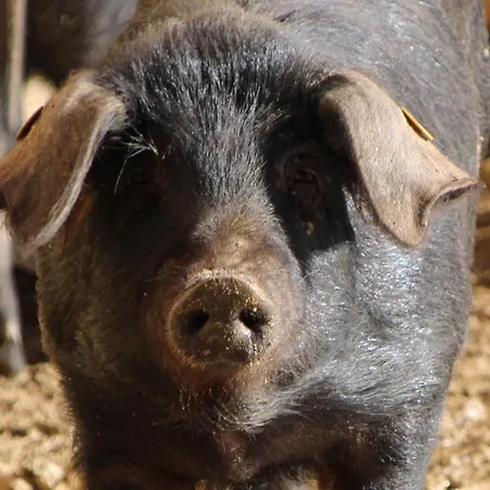 Agriturismo Il Parco * Acri