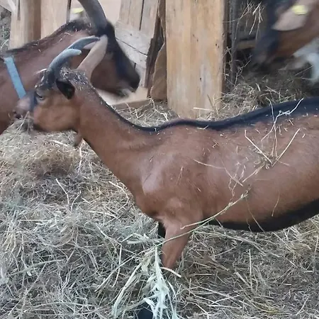 Alloggio per agriturismo Agriturismo Il Parco